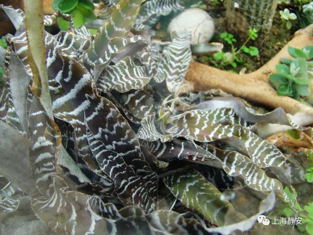 吸收甲醛最佳的十种植物排行榜,吸甲醛最快最有效的植物排名