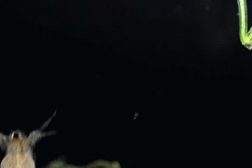 水中常见的藻类微生物图片,藏在水下的生物