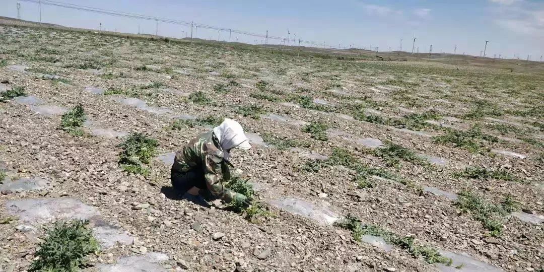 宁夏人注意！目前市面上中卫硒砂瓜、彭阳红梅杏九成是假的