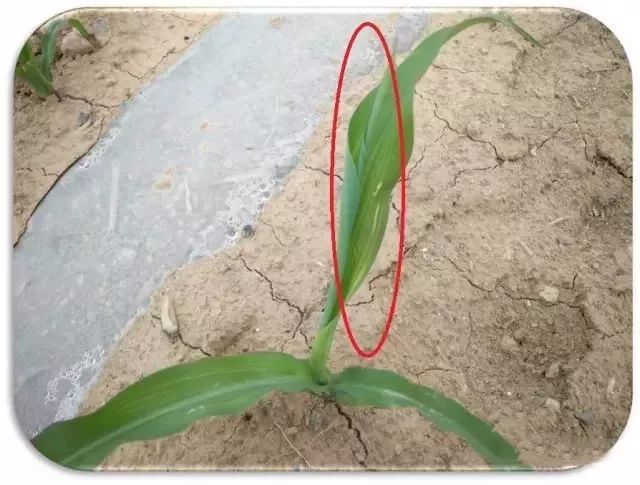 玉米最近发生的大事,玉米出事了怎么回事