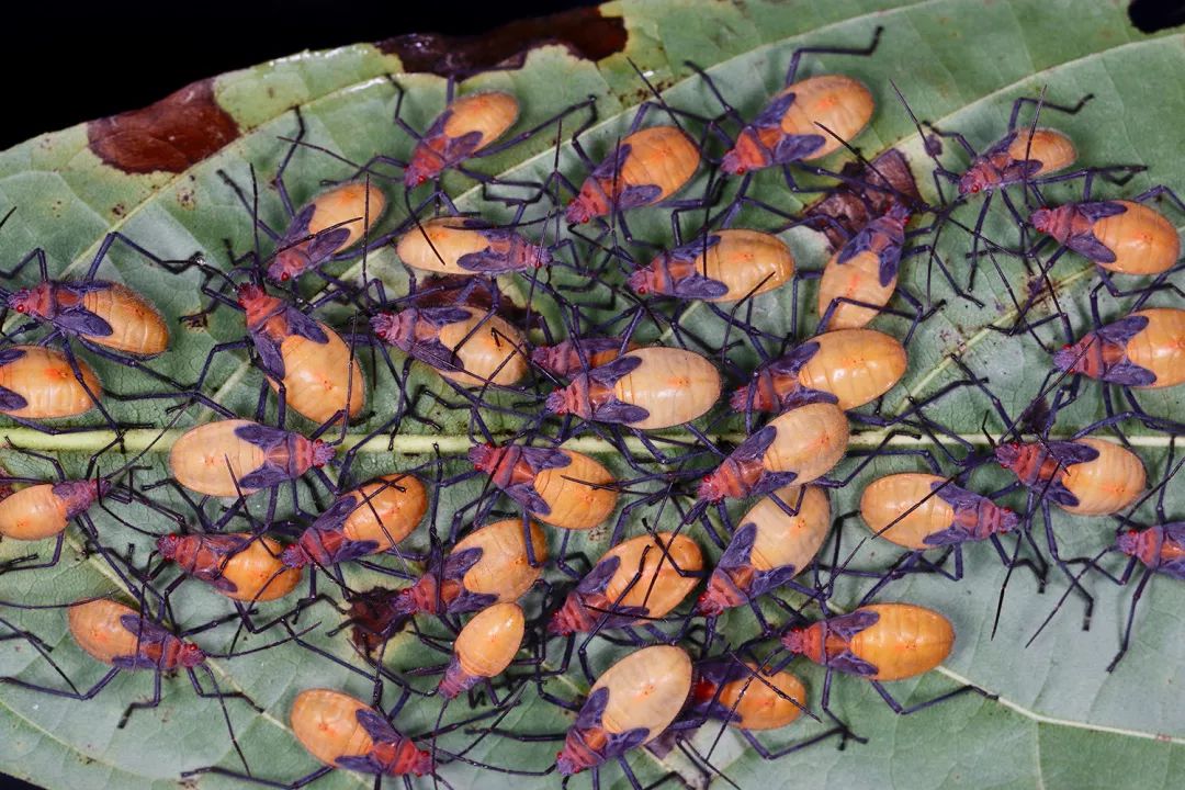 见到灯光乱飞的大虫子,见到光就飞过来的虫子怎么去除