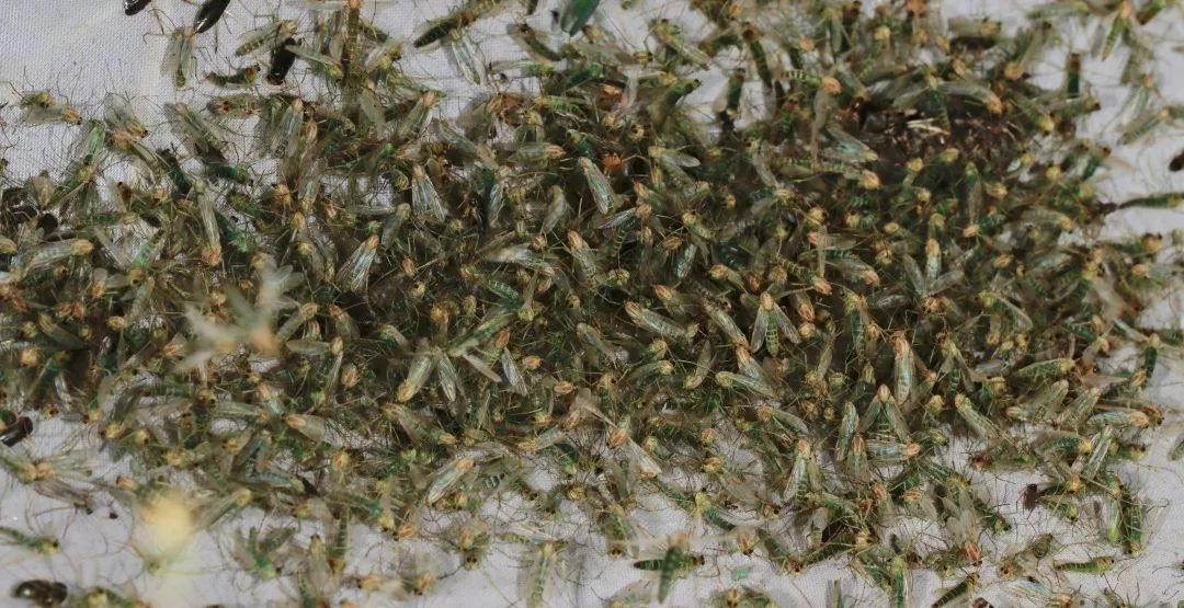 见到虫子很害怕怎么办,见到光就飞过来的虫子怎么去除