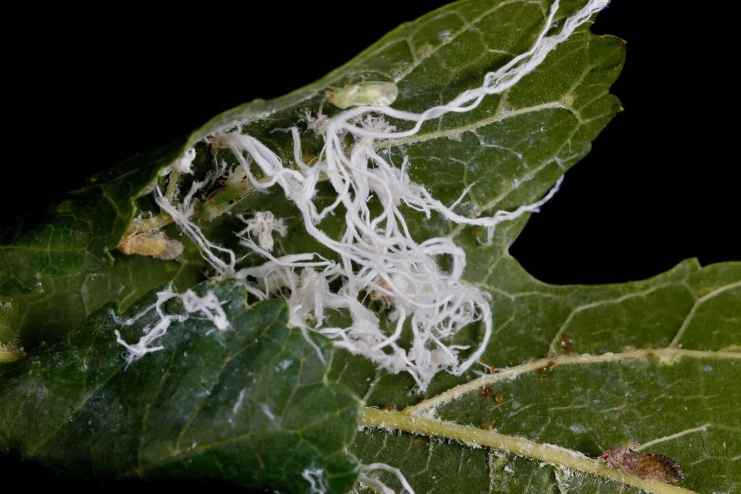 见到虫子很害怕怎么办,见到光就飞过来的虫子怎么去除