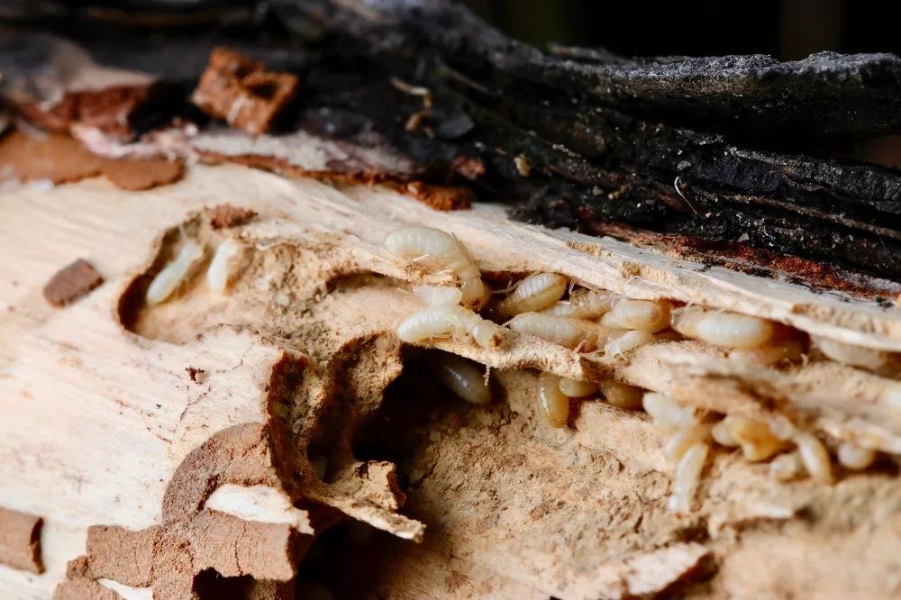 见到虫子很害怕怎么办,见到光就飞过来的虫子怎么去除