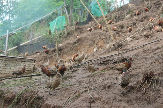 农村创业七彩山鸡养殖,养殖七彩山鸡致富经视频