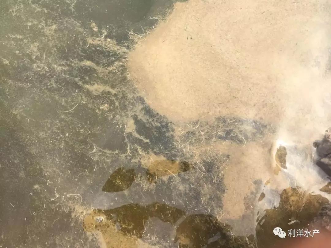 7月份天津地区对虾池塘常见问题及处理