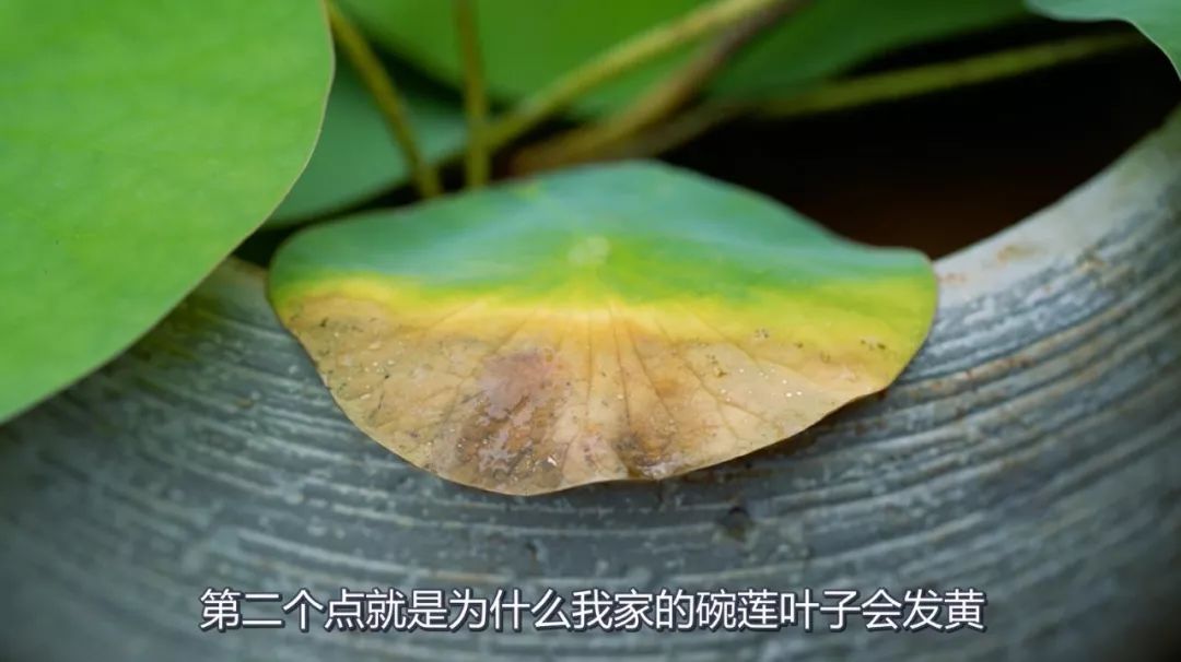 碗莲种植方法全过程记录,家庭种植碗莲的土壤可以反复用吗