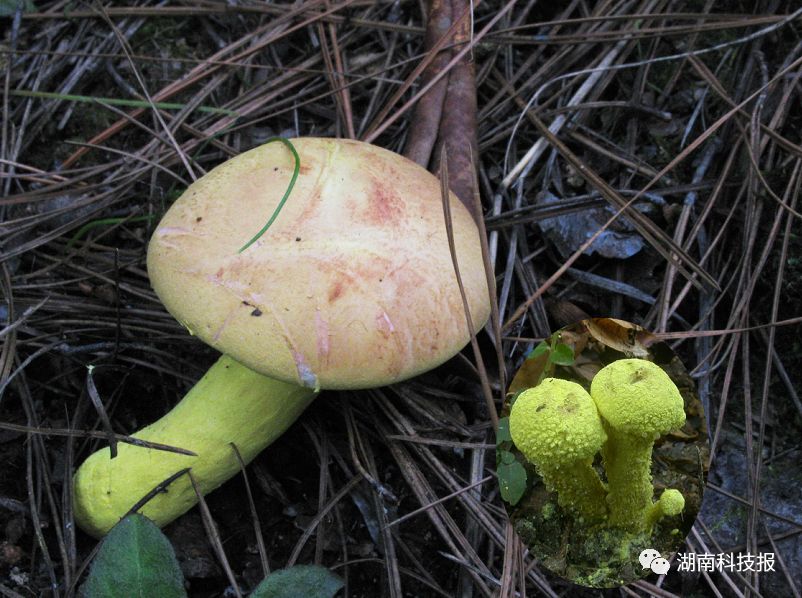 误食毒蘑菇的症状,误食毒蘑菇临床表现