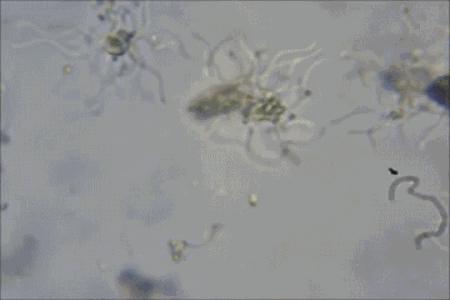 99%抗菌的菜板，不发霉，磨刀磨蒜样样能行