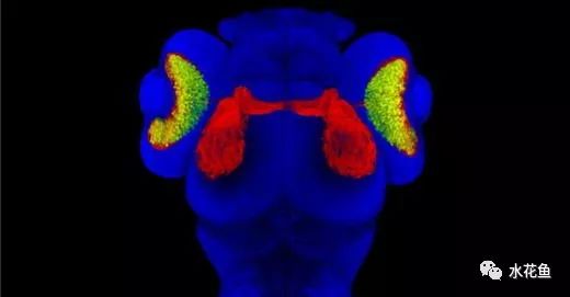 水中常见的藻类微生物图片,藏在水下的生物