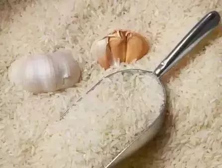 米虫最怕三样东西,怎么防止米虫到处爬