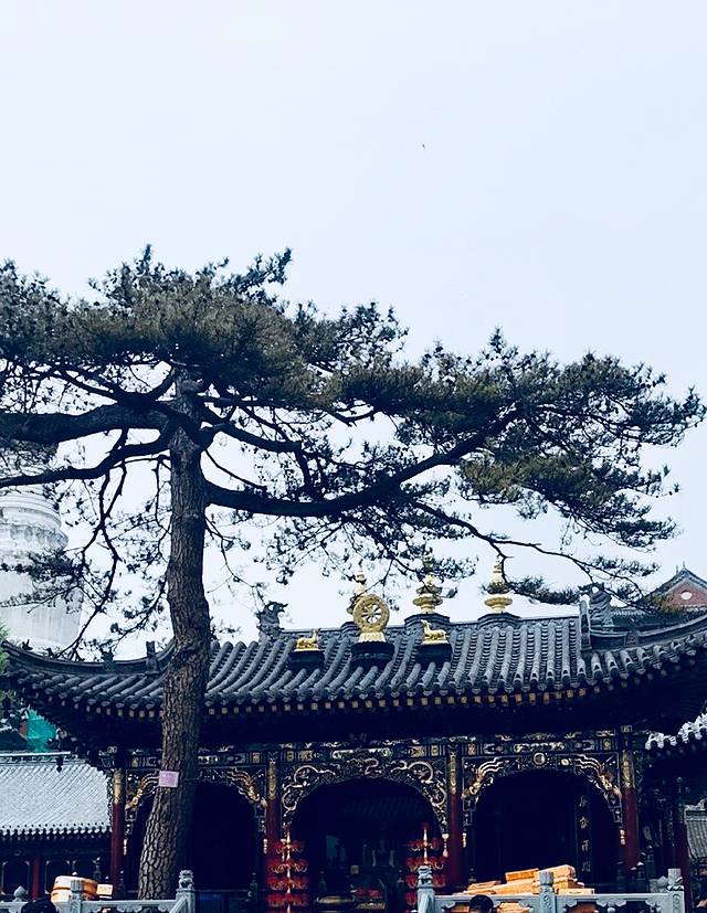 五台山游记200字,五台山七日朝拜攻略