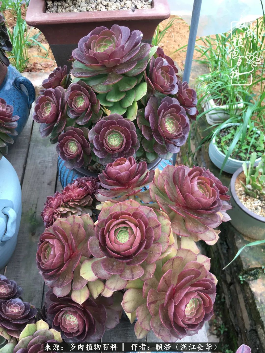 魅力无限的法师诱惑：我的灿烂，由你决定