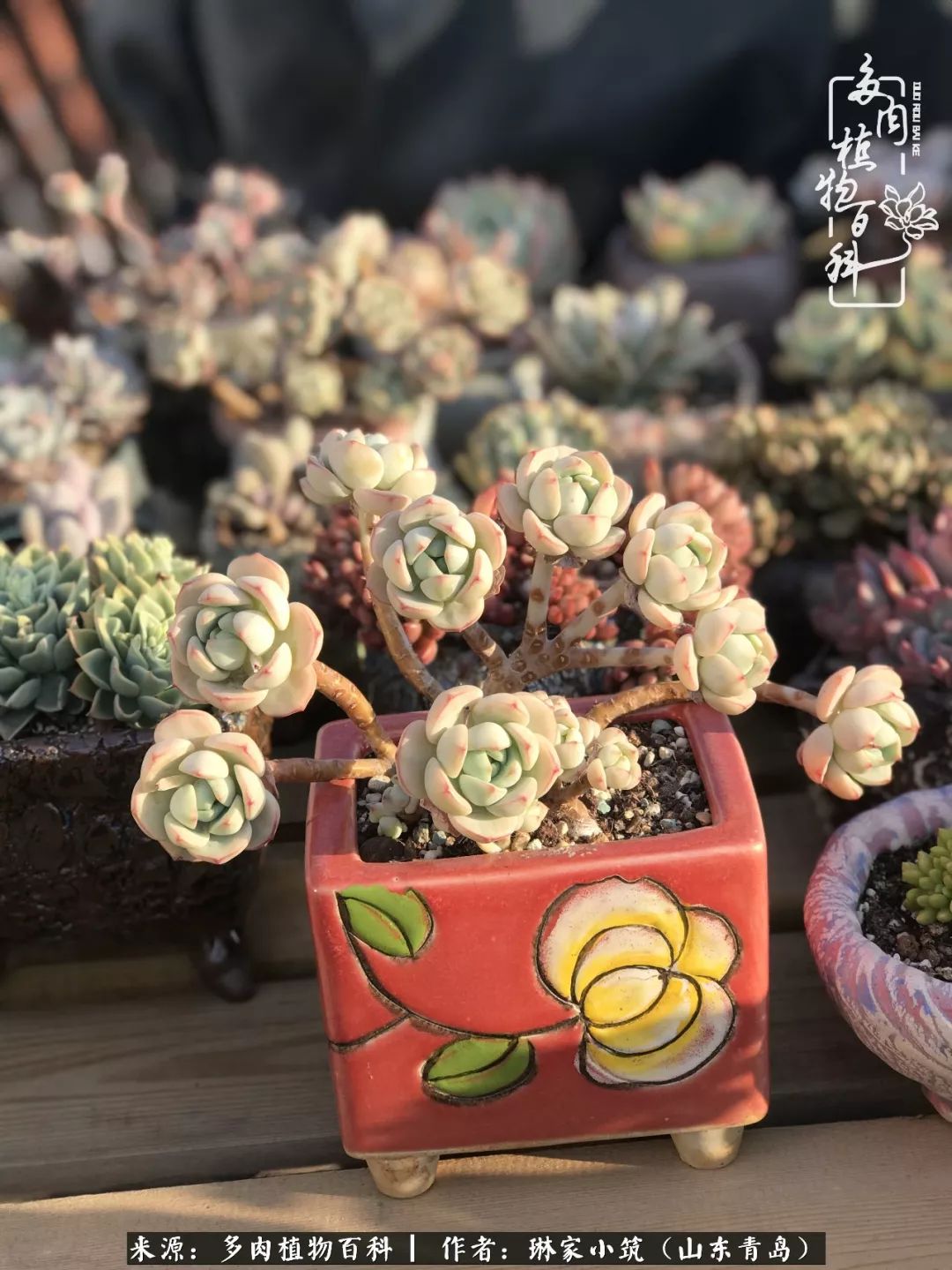 夏天已过一半你们的多肉还好吗,夏天已过半