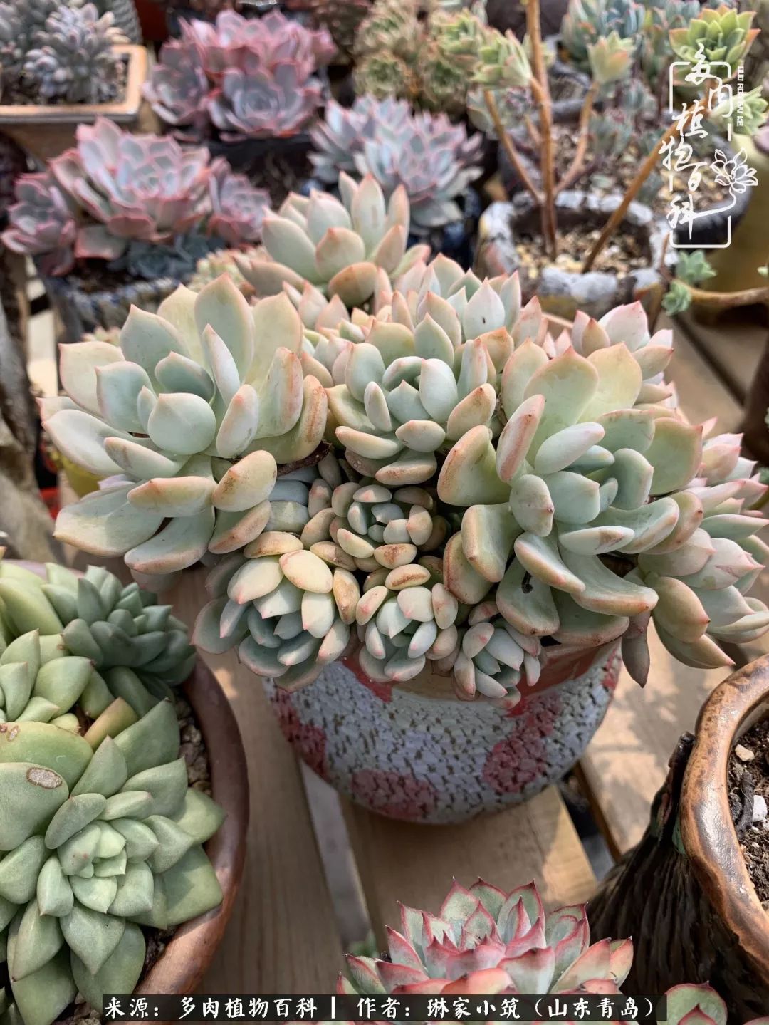 夏天已过一半你们的多肉还好吗,夏天已过半