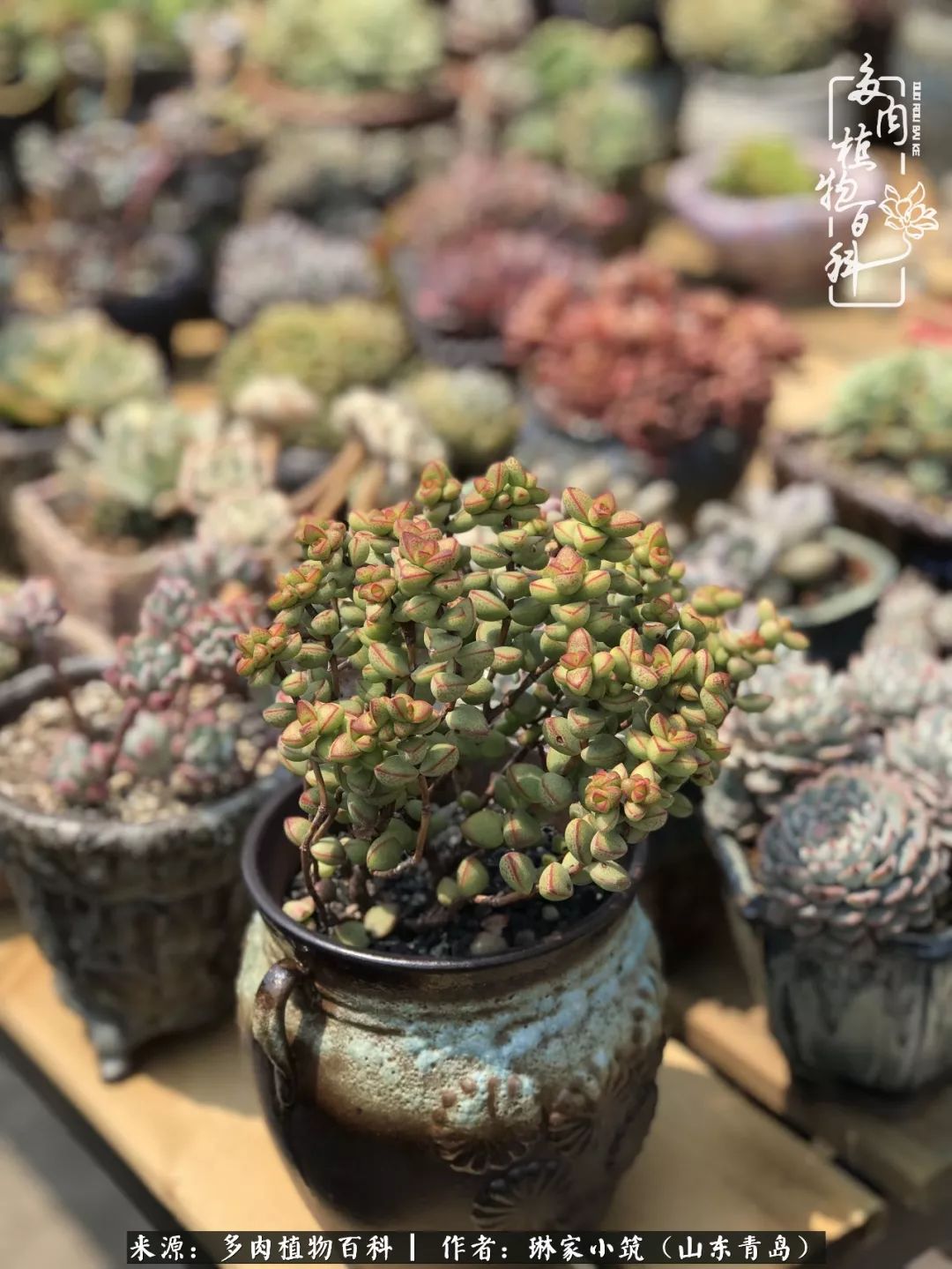 夏天已过一半你们的多肉还好吗,夏天已过半