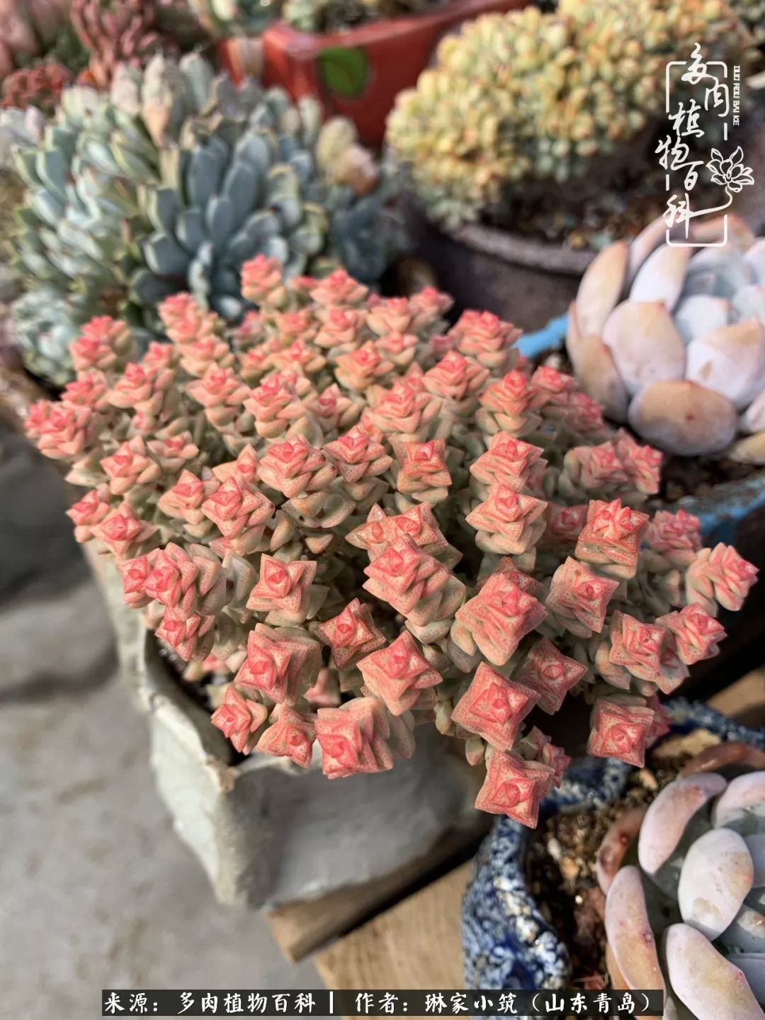 夏天已过一半你们的多肉还好吗,夏天已过半