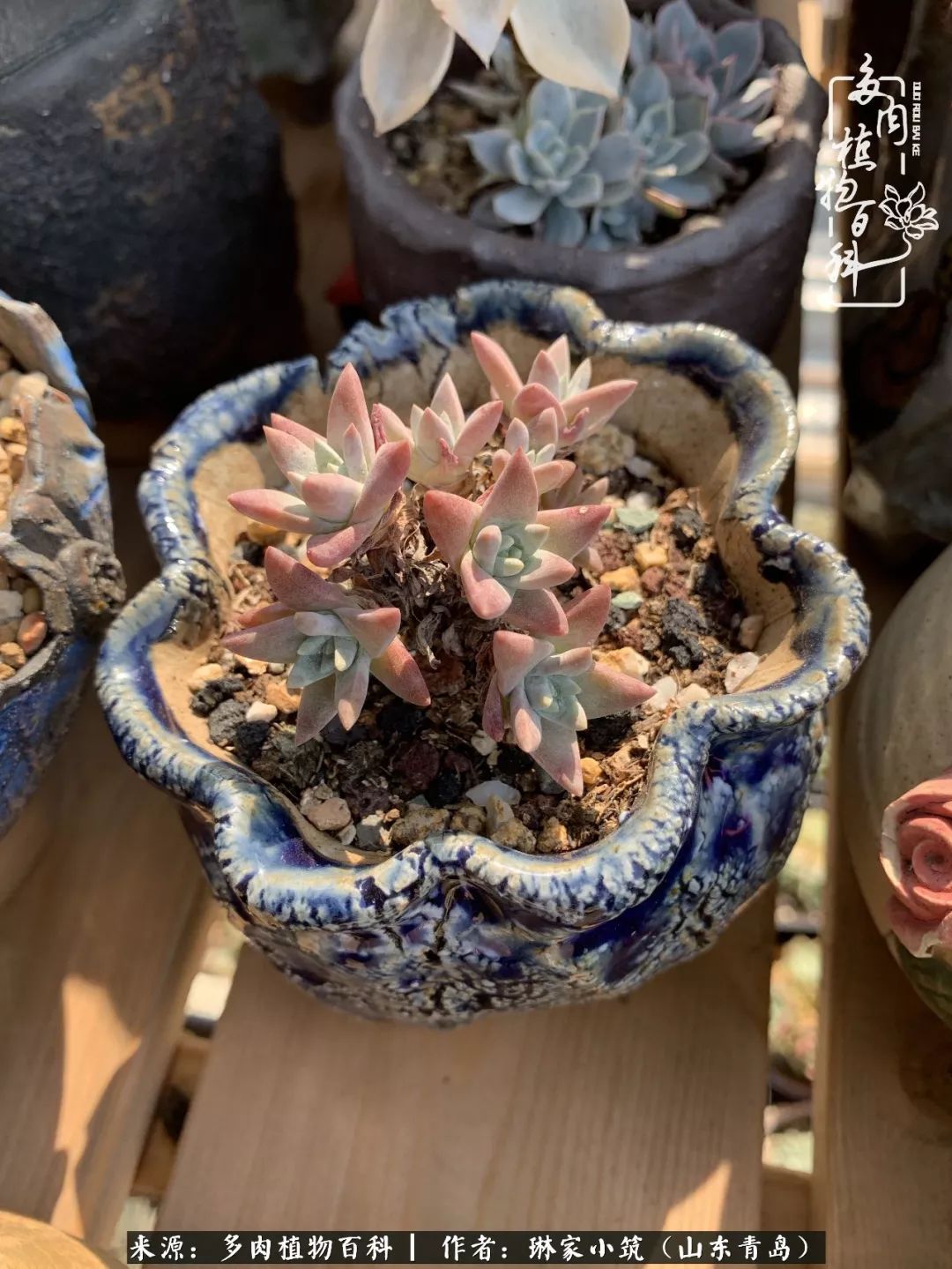 夏天已过一半你们的多肉还好吗,夏天已过半