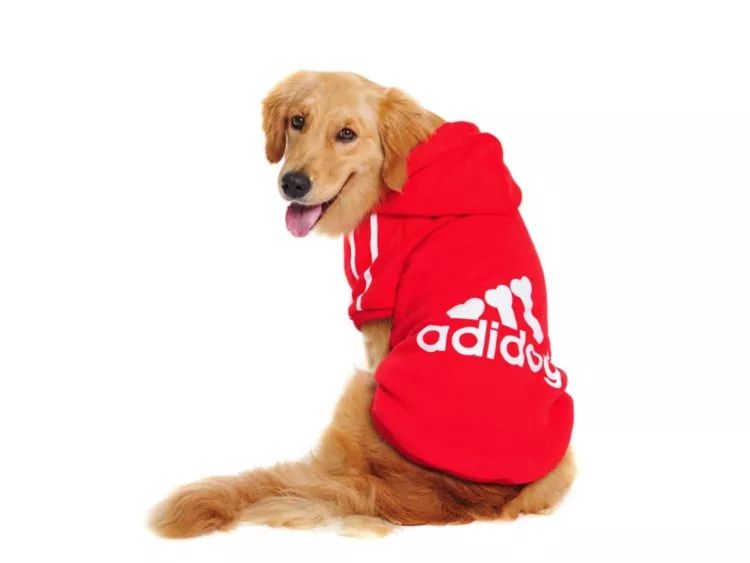 穿西装的宠物狗走路,穿moncler的男生