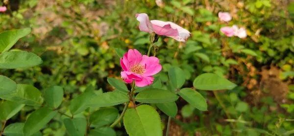 iqooneo骁龙845版好吗,iqooneo845版