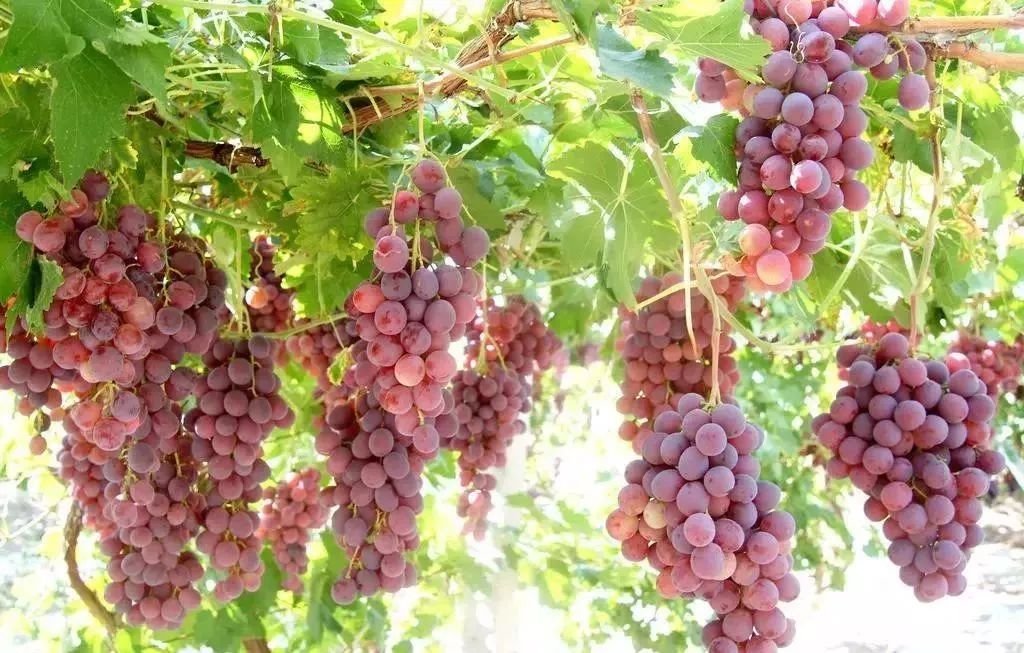 连阿里巴巴都点名！拿奖拿到手软的“葡萄王”来了~入园采摘，尽享千元农家菜