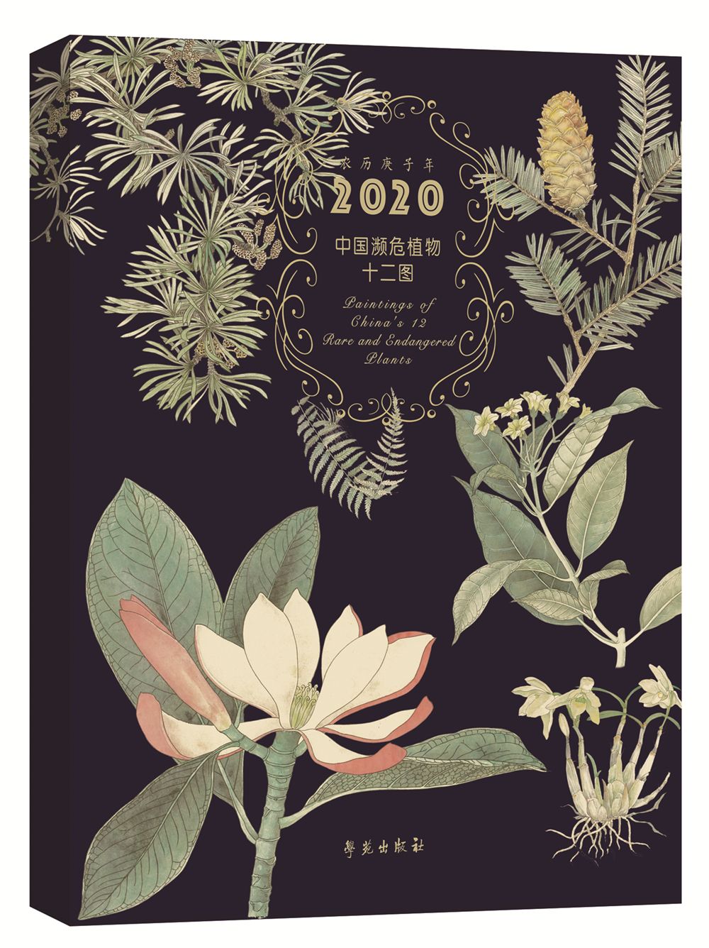 为什么大熊猫是珍稀濒危野生动物,被誉为植物中的大熊猫的珍稀植物