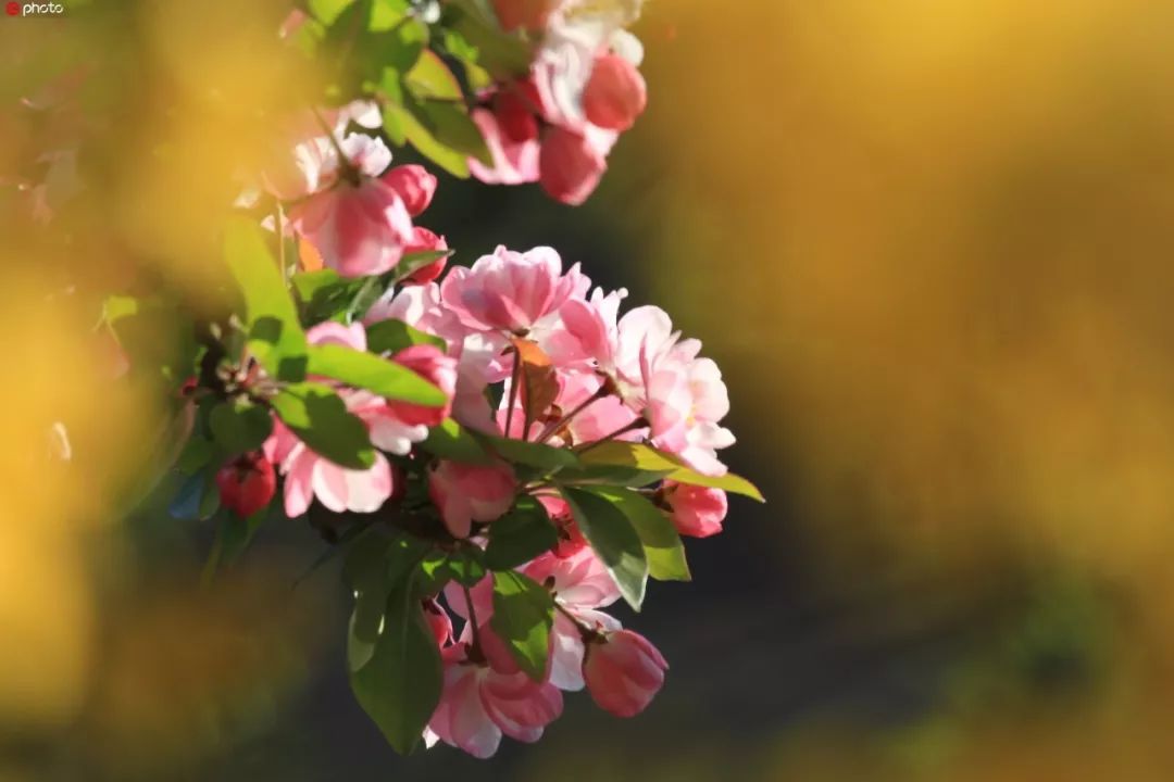 百年之后，并蒂莲开；想你时，有花的味道……