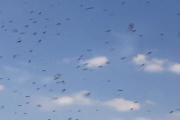 让蚊子快速灭绝的音乐,灭绝的驱蚊神曲