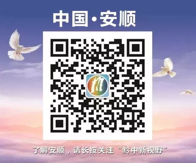 安顺平坝区白云镇花柱村金丝皇菊,平坝花柱村金丝皇菊开出致富花