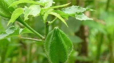 农民种的东西为什么卖得便宜,很珍贵的野果一颗可以卖到几千块