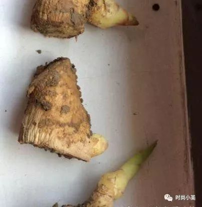 家庭盆栽生姜选什么生姜种好,生姜盆栽种植用什么样的姜