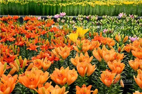 百合花海打卡地,春天长春网红打卡地