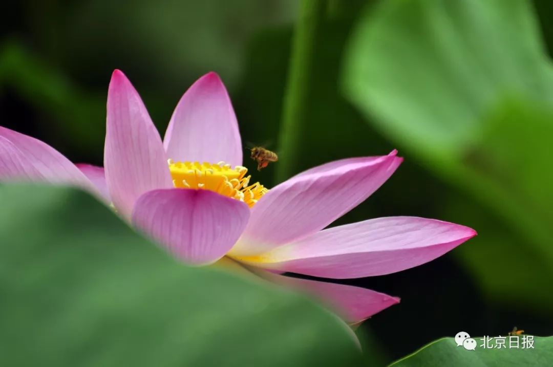 请问中国国花是不是牡丹,牡丹为什么是我国的国花50字