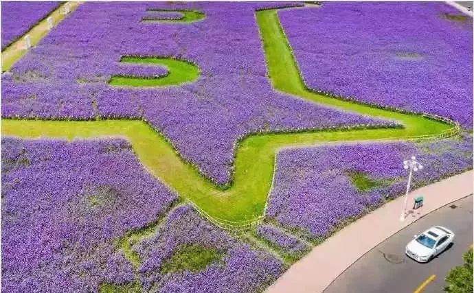 缇庡摥浜嗗ぉ娲ヨ柊琛ｈ崏鑺辨捣鐩涙斁,澶╂触钖拌。鑽夎姳娴峰湪鍝噷