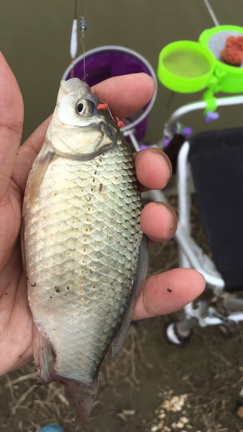 崇明钓昂刺,崇明岛野钓昂刺鱼