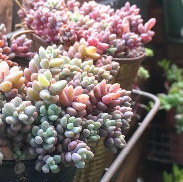 多肉怎么选泥土,多肉需要补充哪种肥料