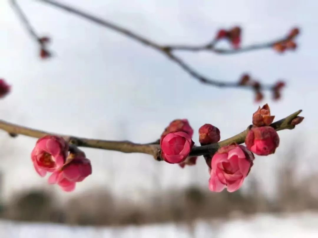 请问中国国花是不是牡丹,牡丹为什么是我国的国花50字