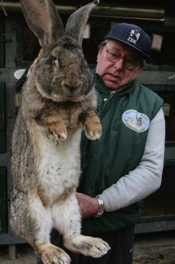 世界上最长的兔子是什么品种 (世界上最珍稀的兔子是什么兔子)