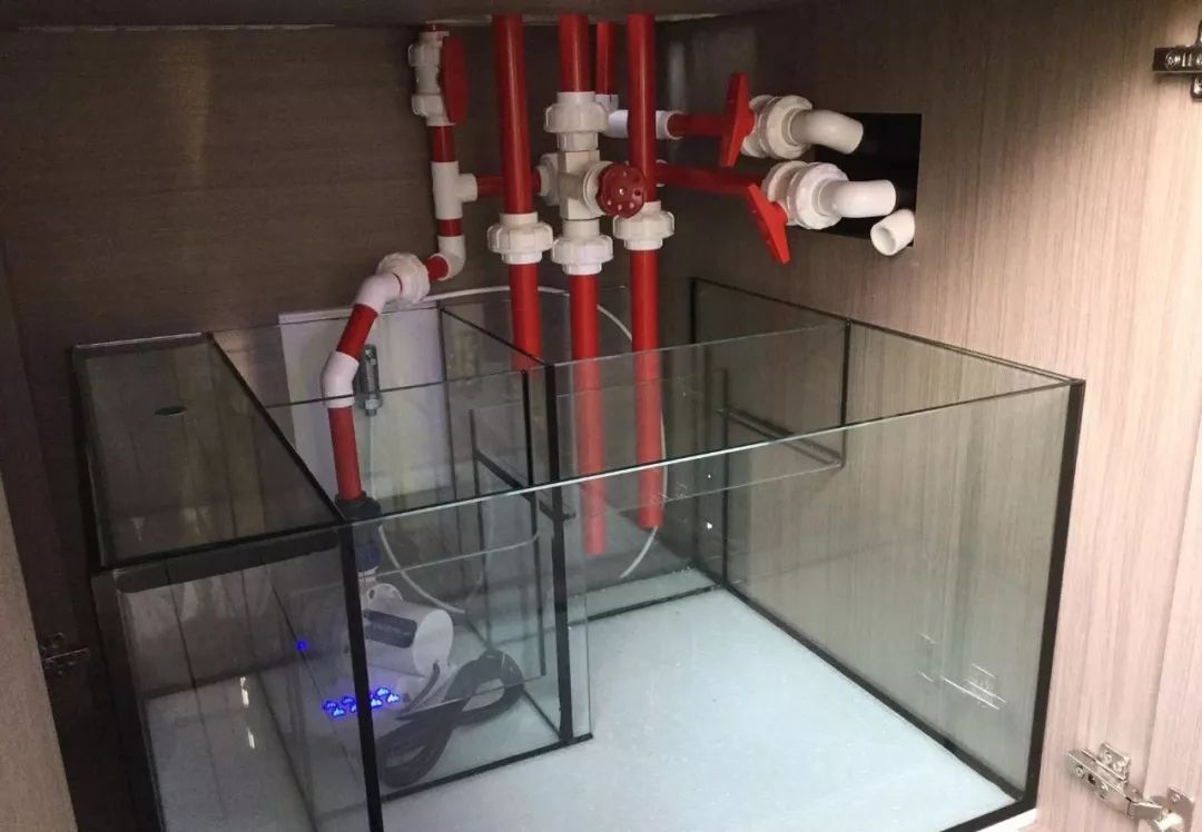 新开缸每天都有鱼死,新开缸鱼一直死