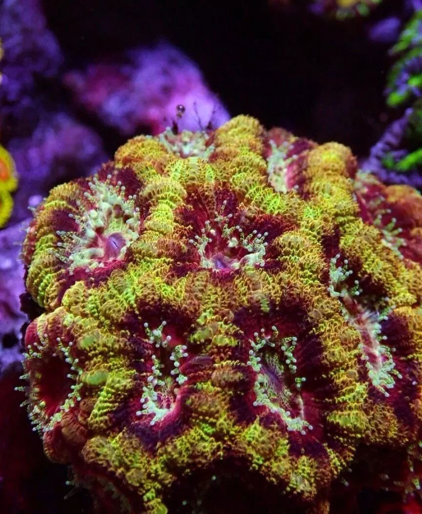 新开缸每天都有鱼死,新开缸鱼一直死