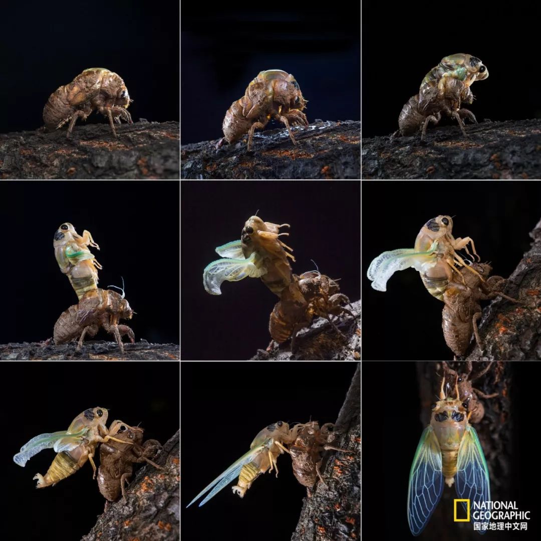 南京古寺看萤火,南京萤火虫在灵谷寺还是明孝陵