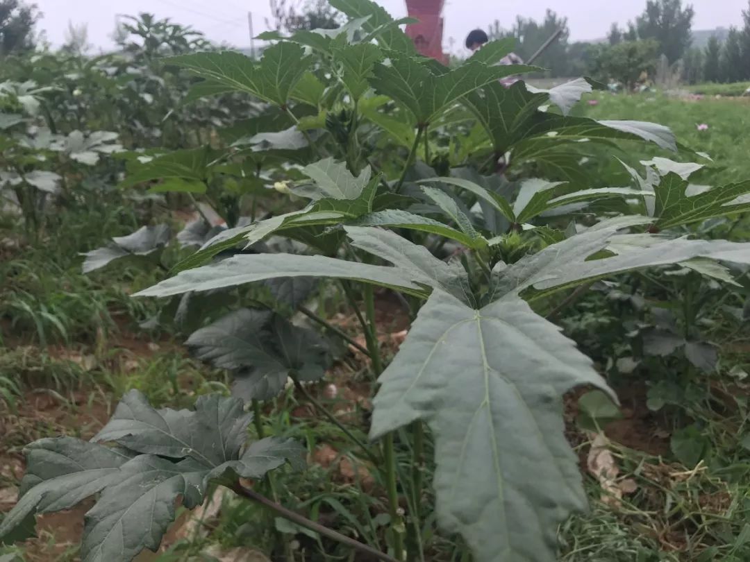 藏在海港区的打卡圣地，开导航都不一定找得到！