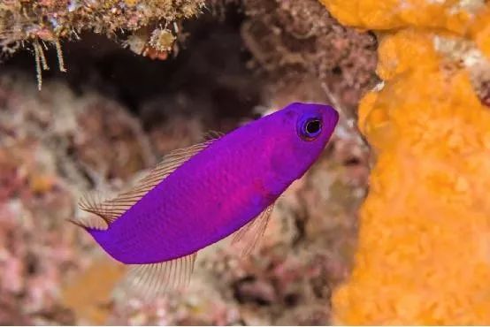 魟鱼混养黑名单,大型混养海缸