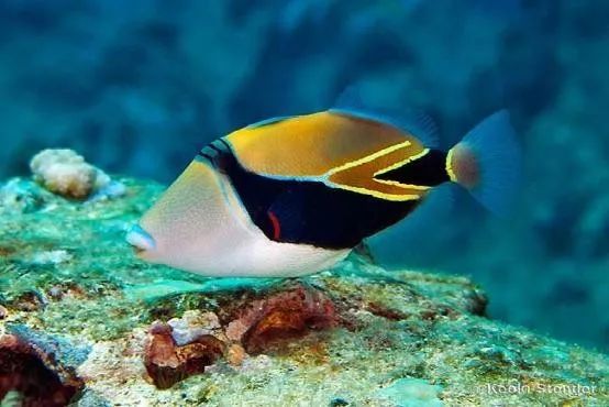 魟鱼混养黑名单,大型混养海缸