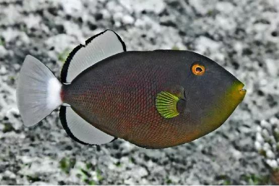 混养海缸鉴赏,混养大型海缸