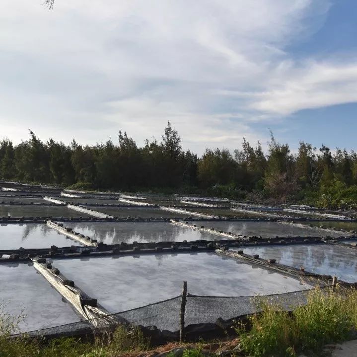 湛江有没有好景点,湛江有没有什么景点