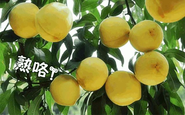 奉贤正宗黄桃,夏天又香又甜的黄桃