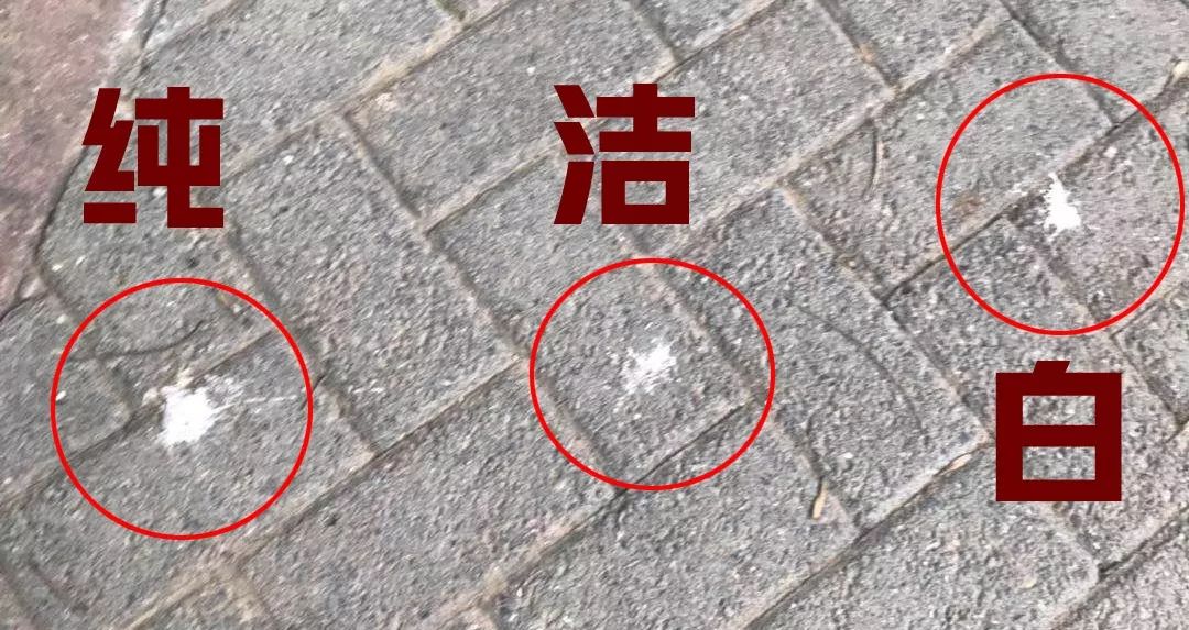 鸟屎为什么是白色的,鸟屎为什么有各种颜色