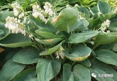 最耐寒的玉簪品种,北京植物园园艺