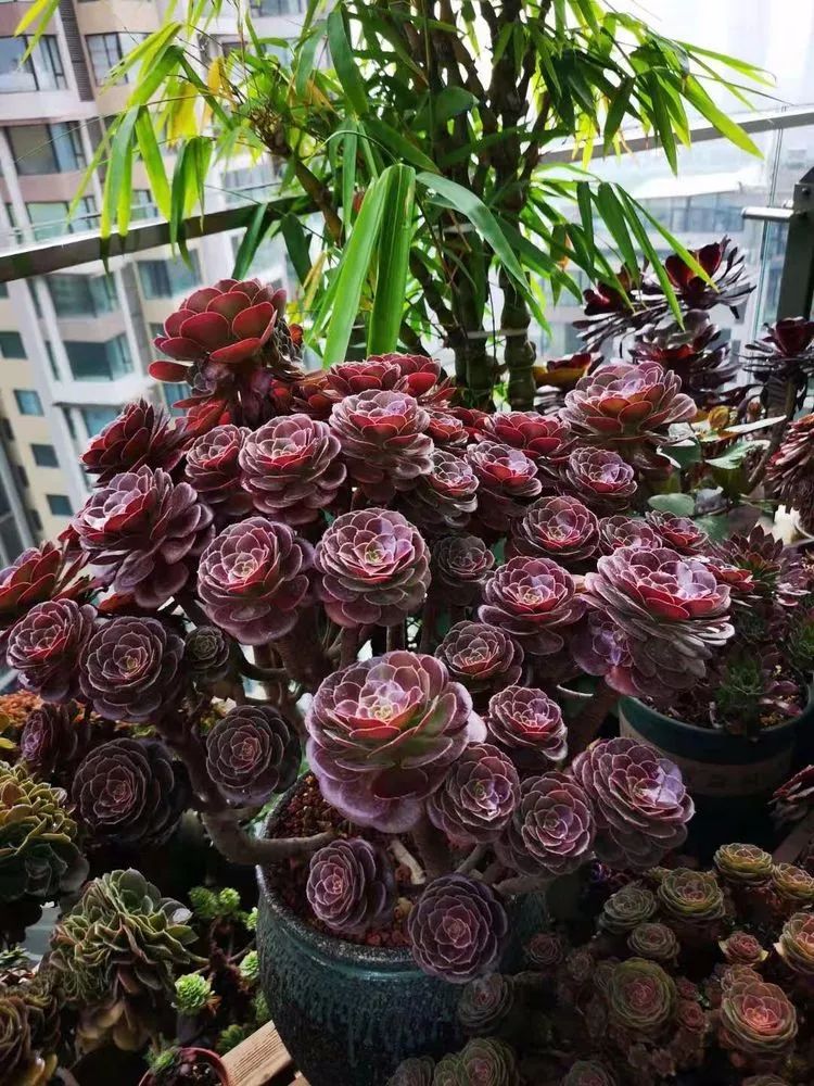 法师主根黑腐了怎么办,法师黑腐还能救活吗